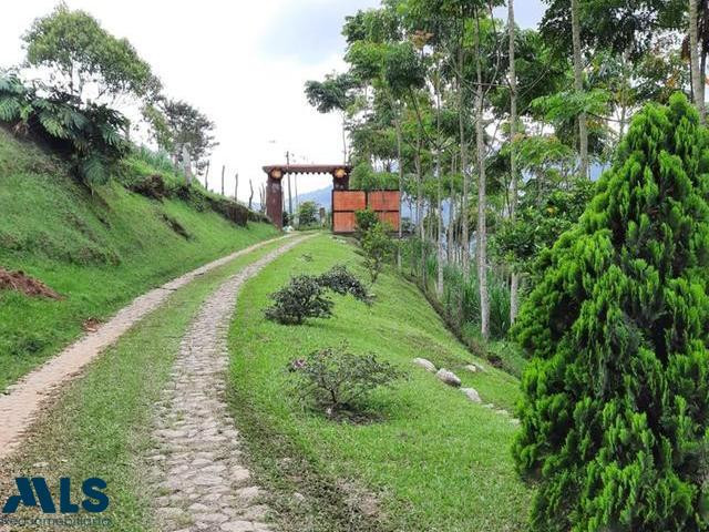 Finca con producción de 1.500 Robles rosados de la India!!! caldas - v primavera