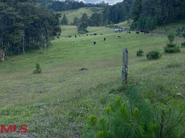 Lo mejor de la naturaleza el-retiro - v carrizales