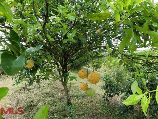 FINCA EN SAN VICENTE CON ÁRBOLES FRUTALES! san-vicente - rural