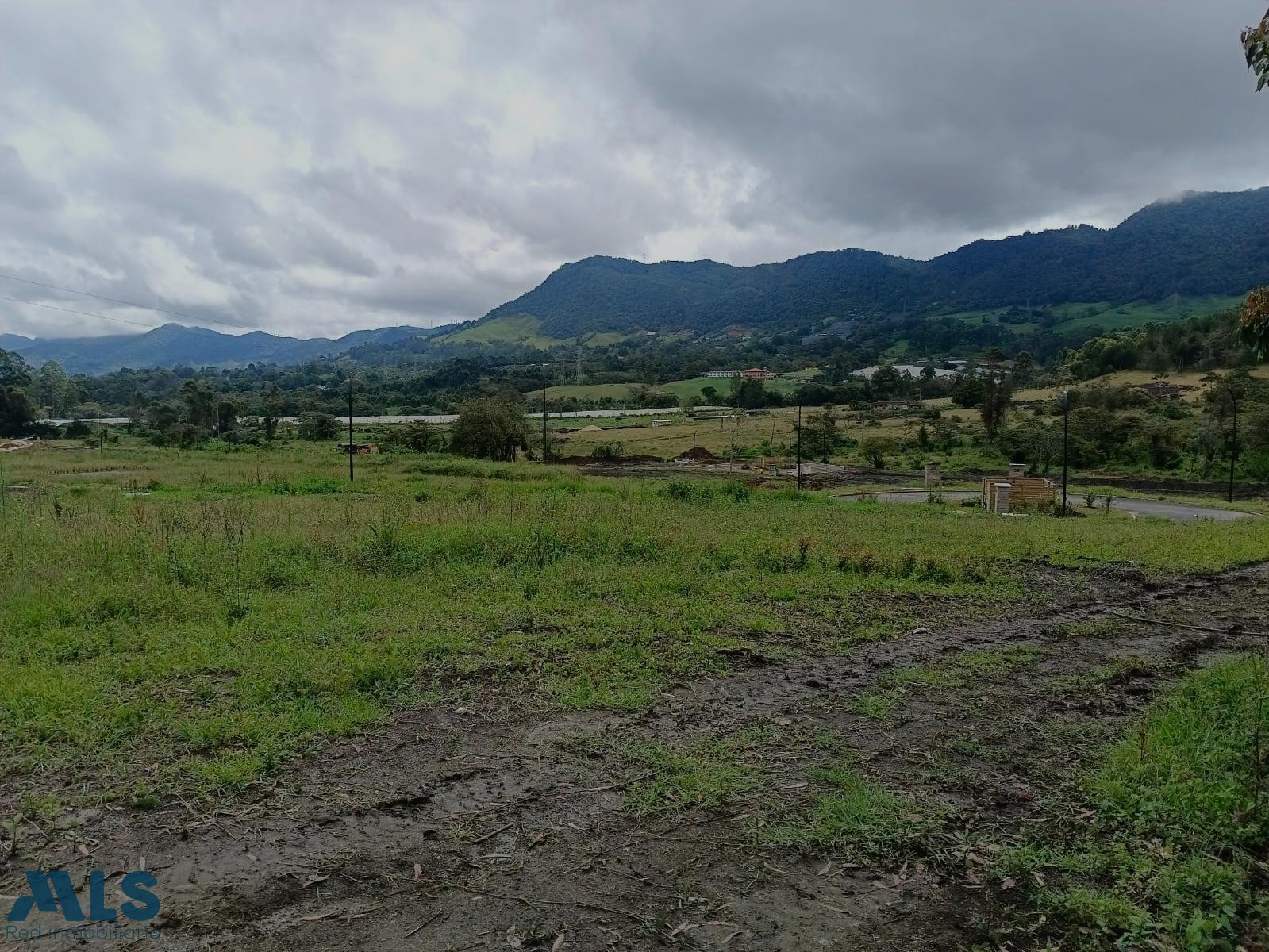 Rodéate de verde la-ceja - v el tambo