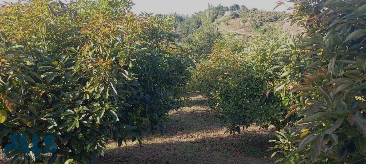 FINCA AGRÍCOLA DE ALTA RENTABILIDAD EN SAN VICENTE – 30 HECTÁREAS san-vicente - rural