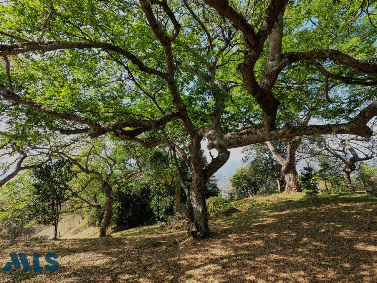 LOTE EN PARCELACION LA MEJOR UBICACION DE SOPETRAN sopetran - el palmar