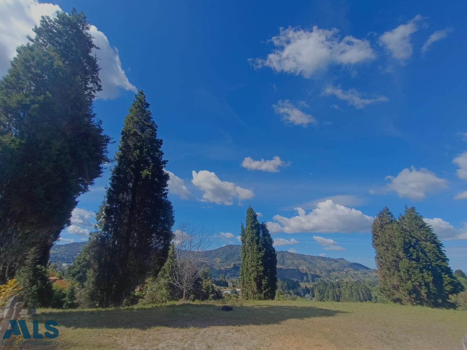 Hermoso lote semiplano guarne - v hojas anchas