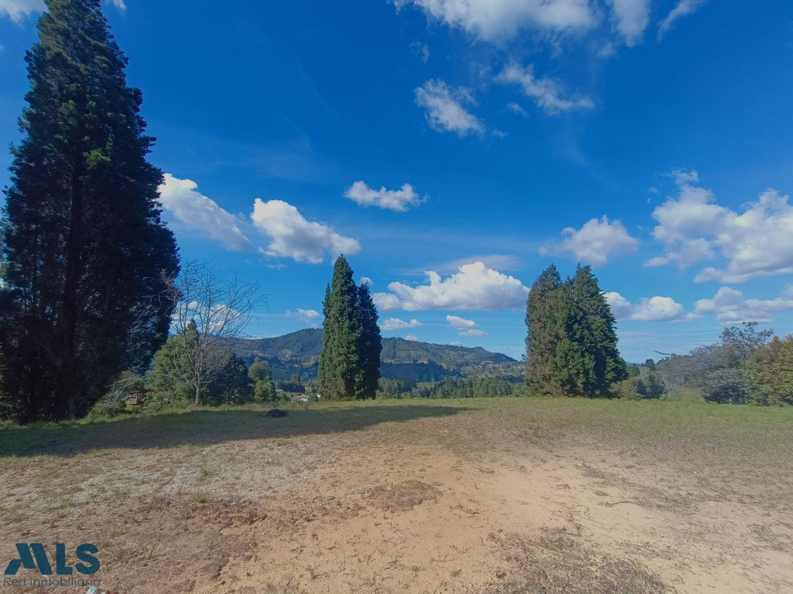 Hermoso lote semiplano guarne - v hojas anchas